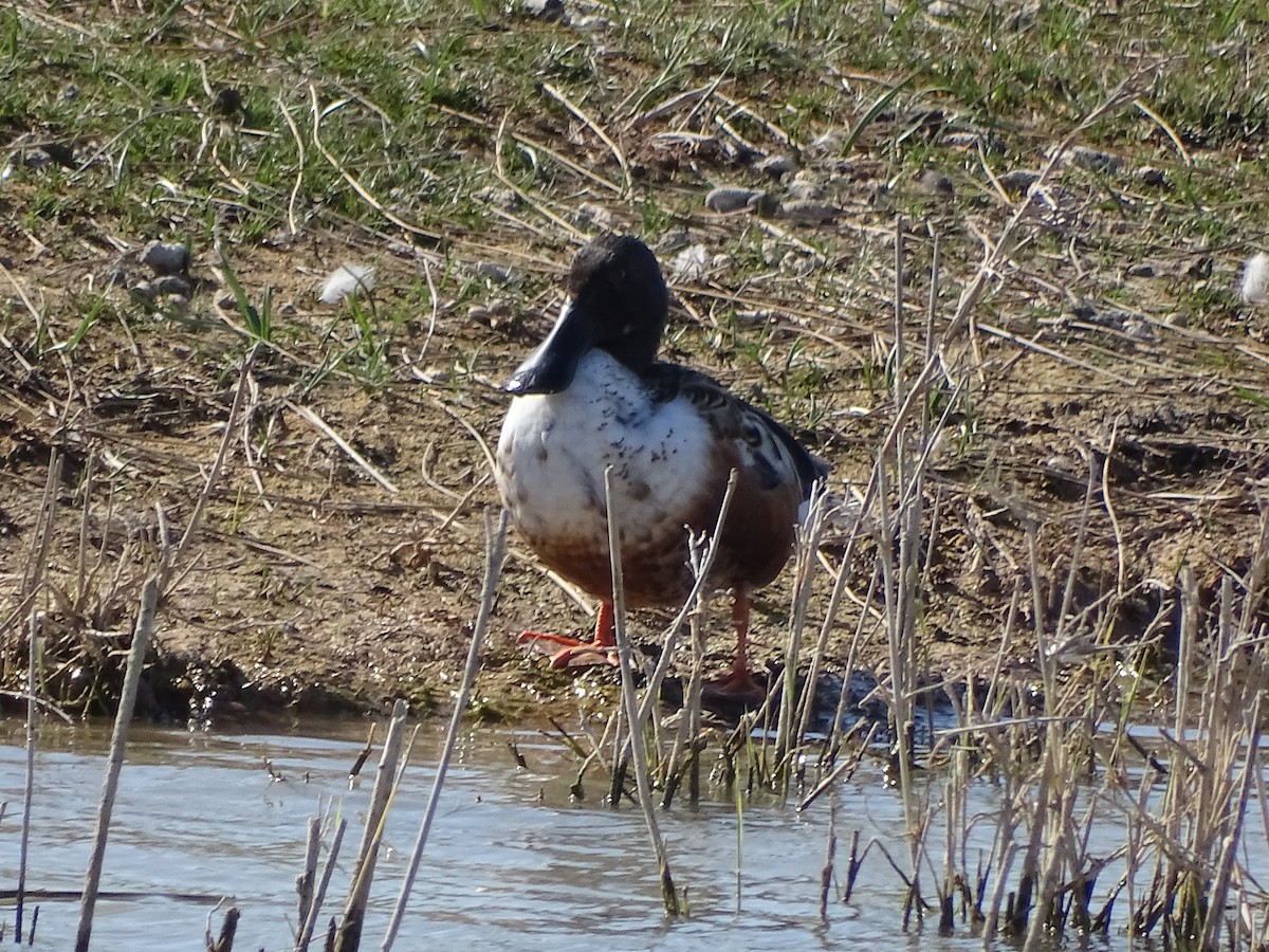 Northern Shoveler - ML607474831