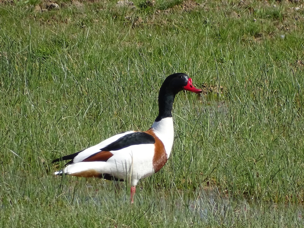 Common Shelduck - ML607474901