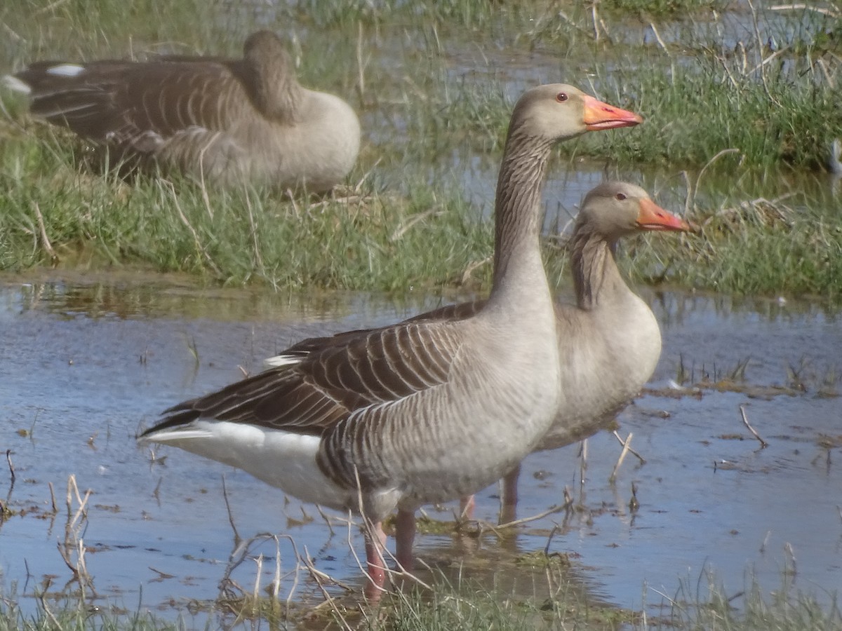 Graylag Goose - ML607474921