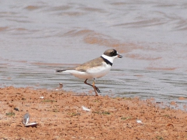 Semipalmated Plover - ML607474971