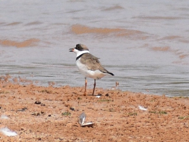 Semipalmated Plover - ML607474981