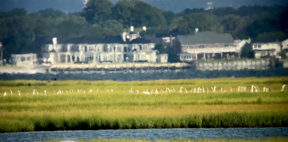 Great Egret - ML607475491