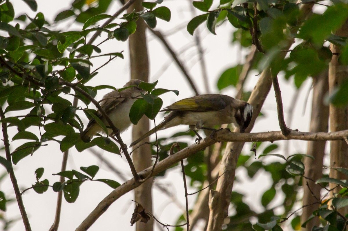 Light-vented Bulbul - ML607476221