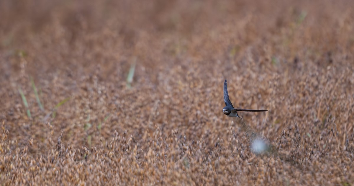 Barn Swallow (White-bellied) - Éric Francois Roualet