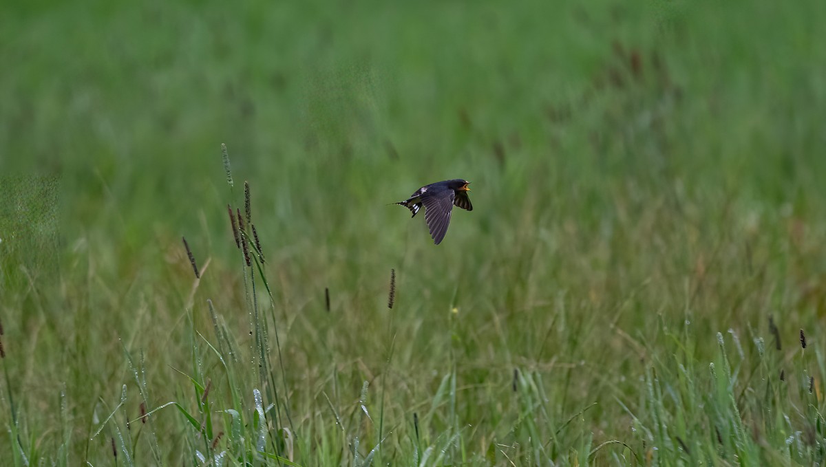 Barn Swallow (White-bellied) - Éric Francois Roualet