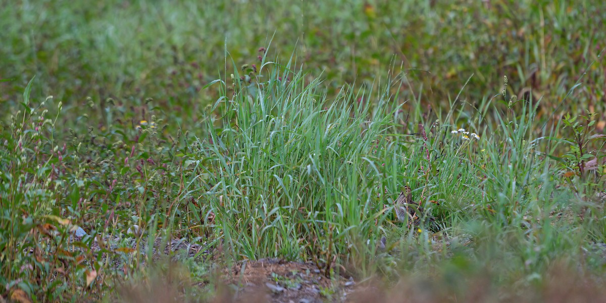 Common Snipe - ML607476891