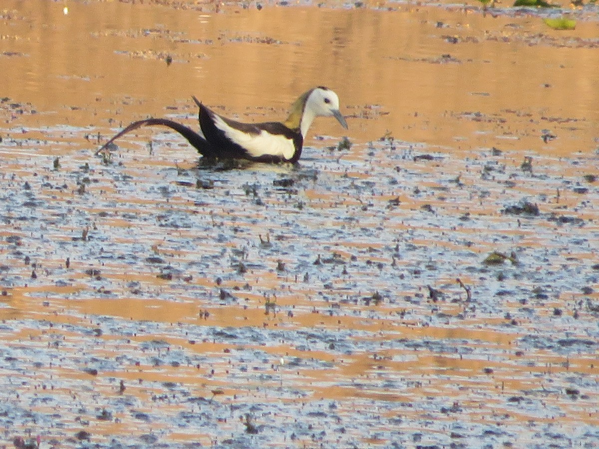 Pheasant-tailed Jacana - ML607476971