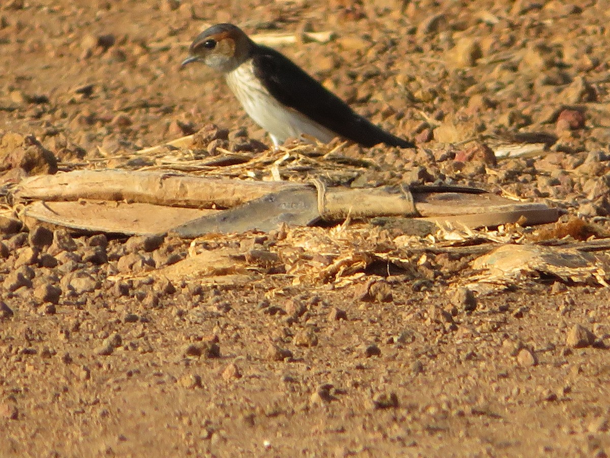 Red-rumped Swallow - ML607477051