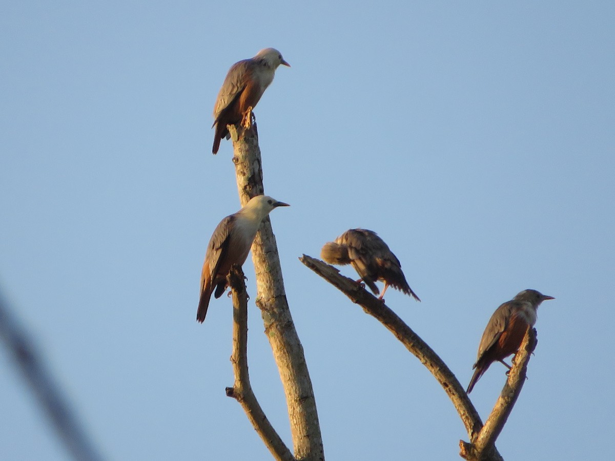 Chestnut-tailed Starling - ML607477081