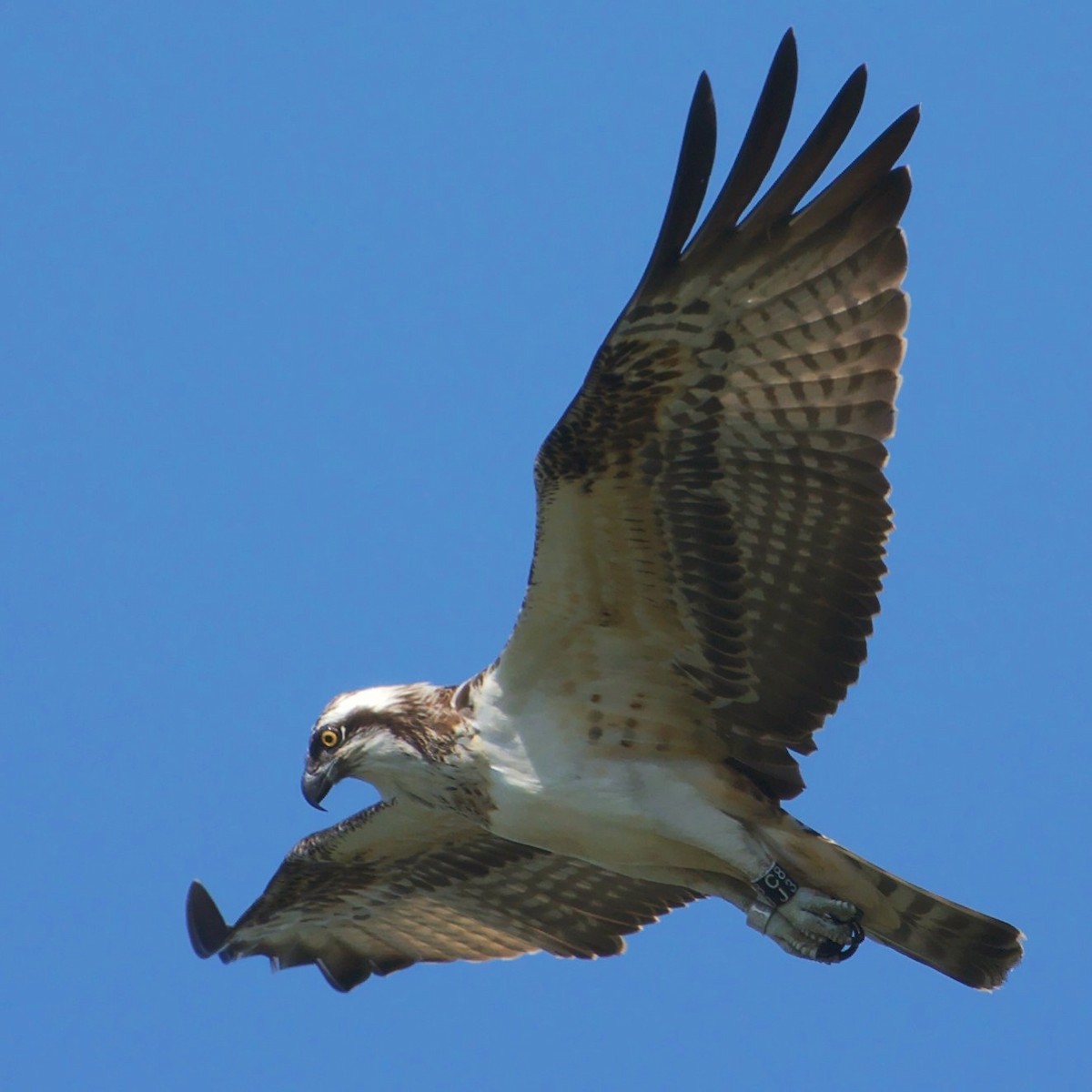 Osprey - ML607477391
