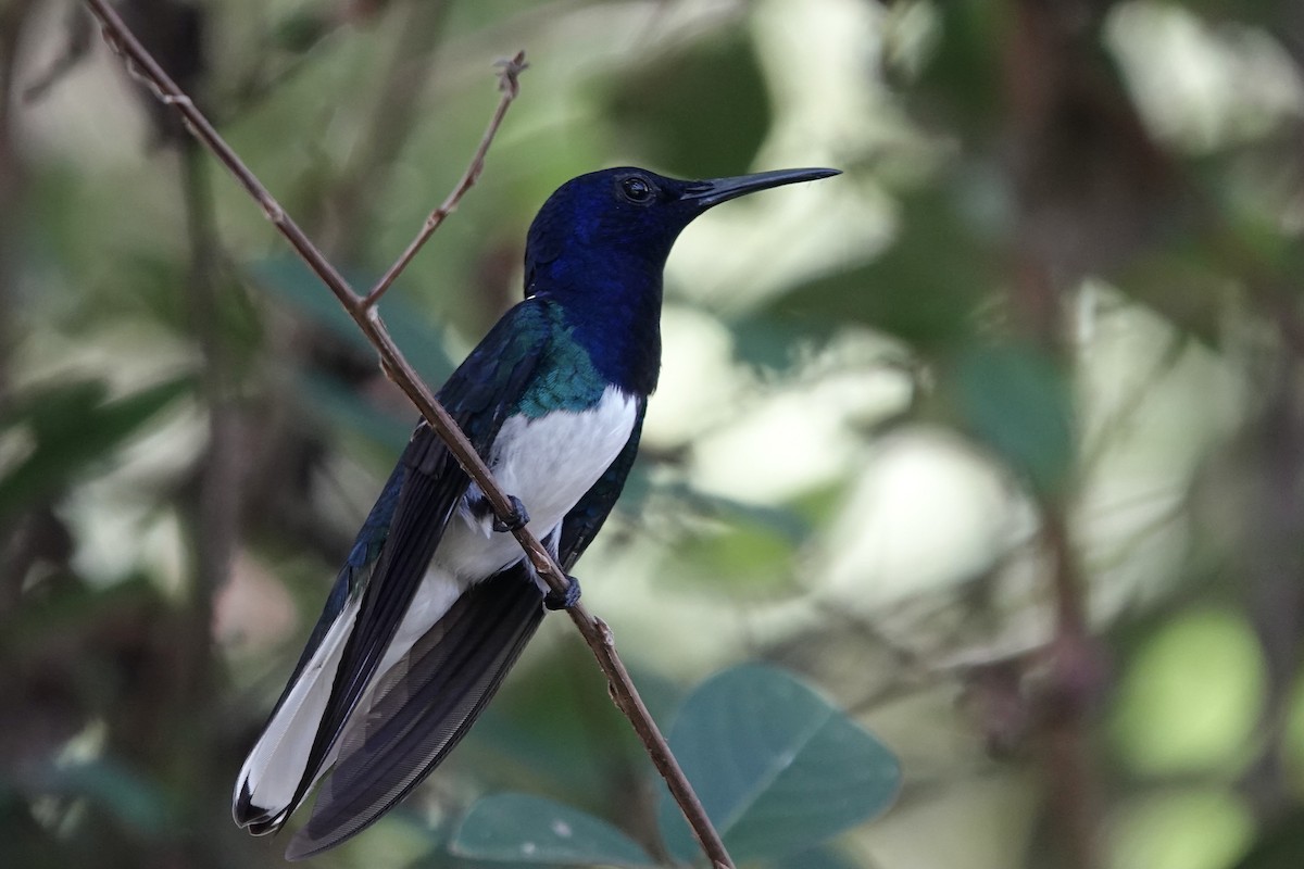 White-necked Jacobin - ML607477751