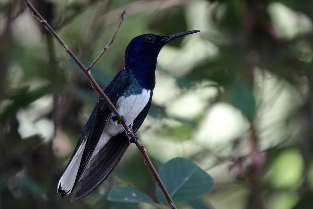 White-necked Jacobin - ML607477781