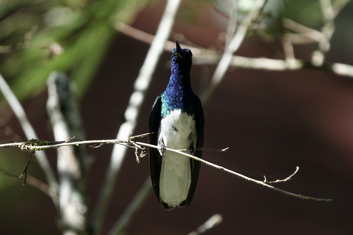 kolibřík bělokrký - ML607477821