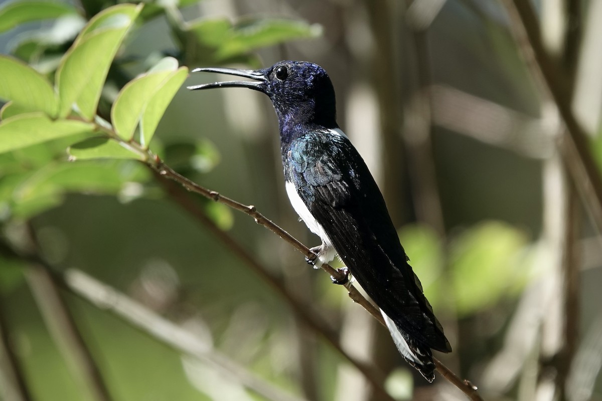 White-necked Jacobin - ML607477931