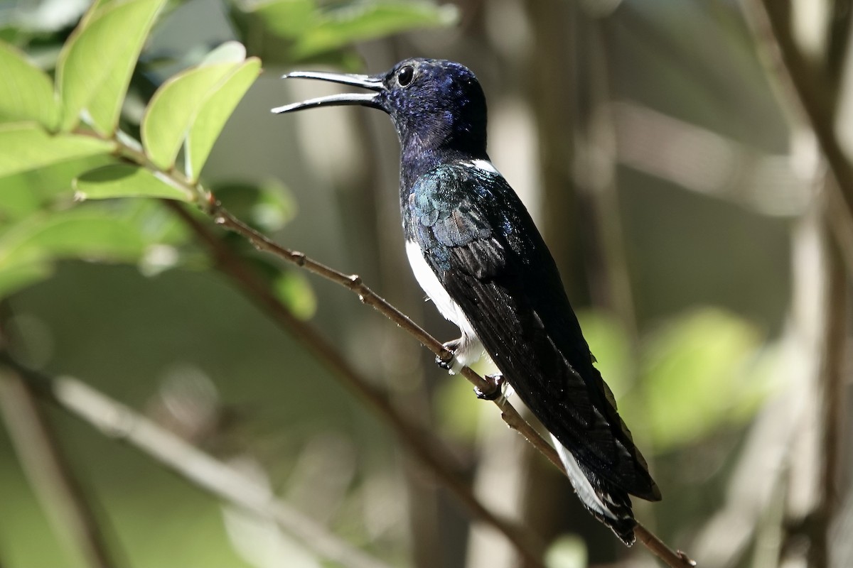 White-necked Jacobin - Simon Pearce