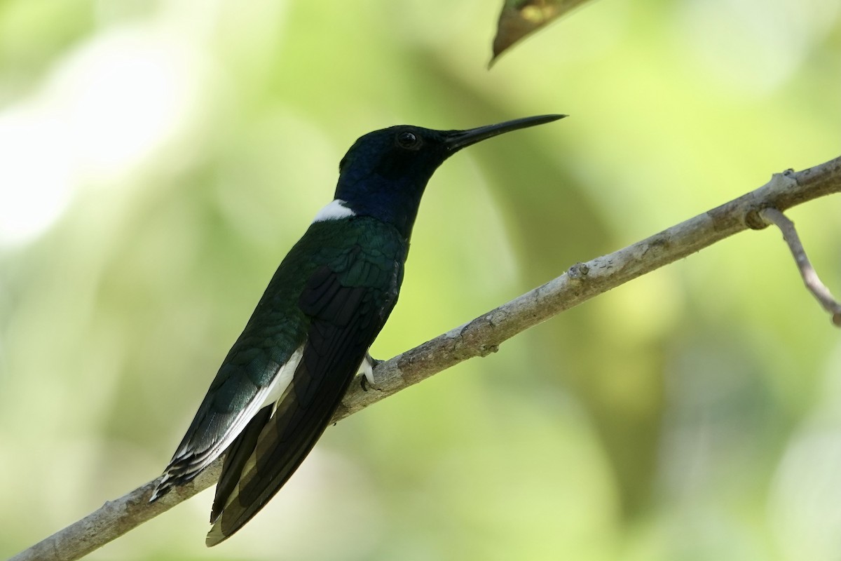 Colibrí Nuquiblanco - ML607478051