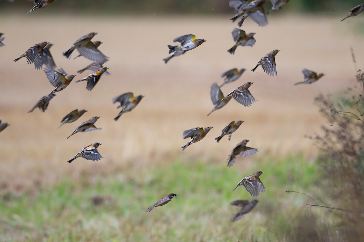 Brambling - Eric Francois Roualet