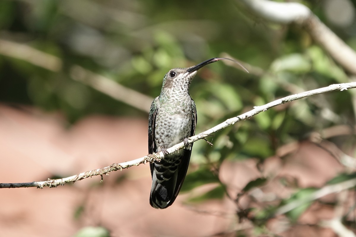 kolibřík bělokrký - ML607478271