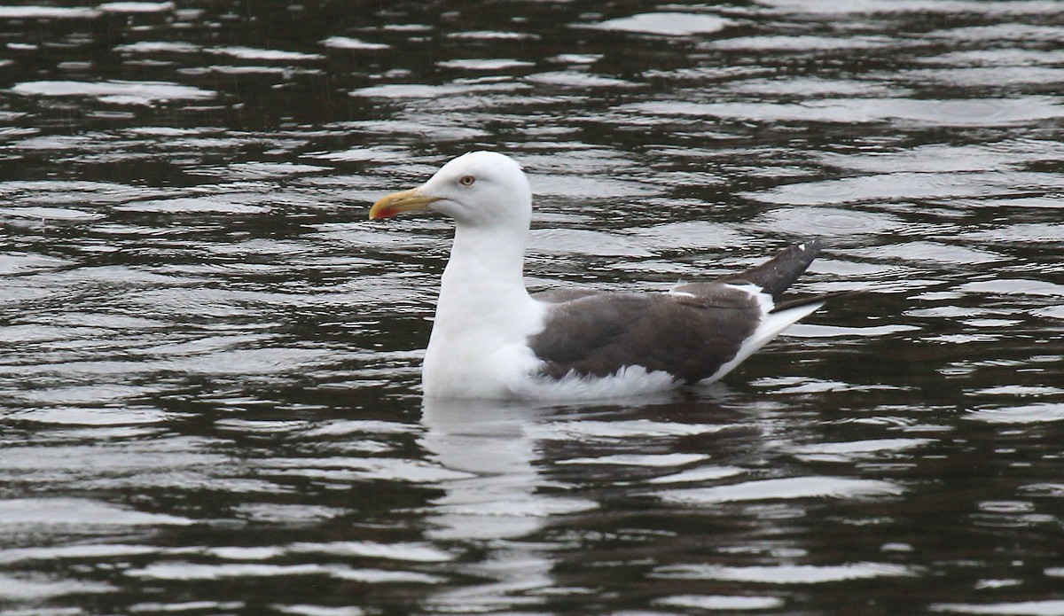 Lesser Black-backed Gull (intermedius) - ML607478321