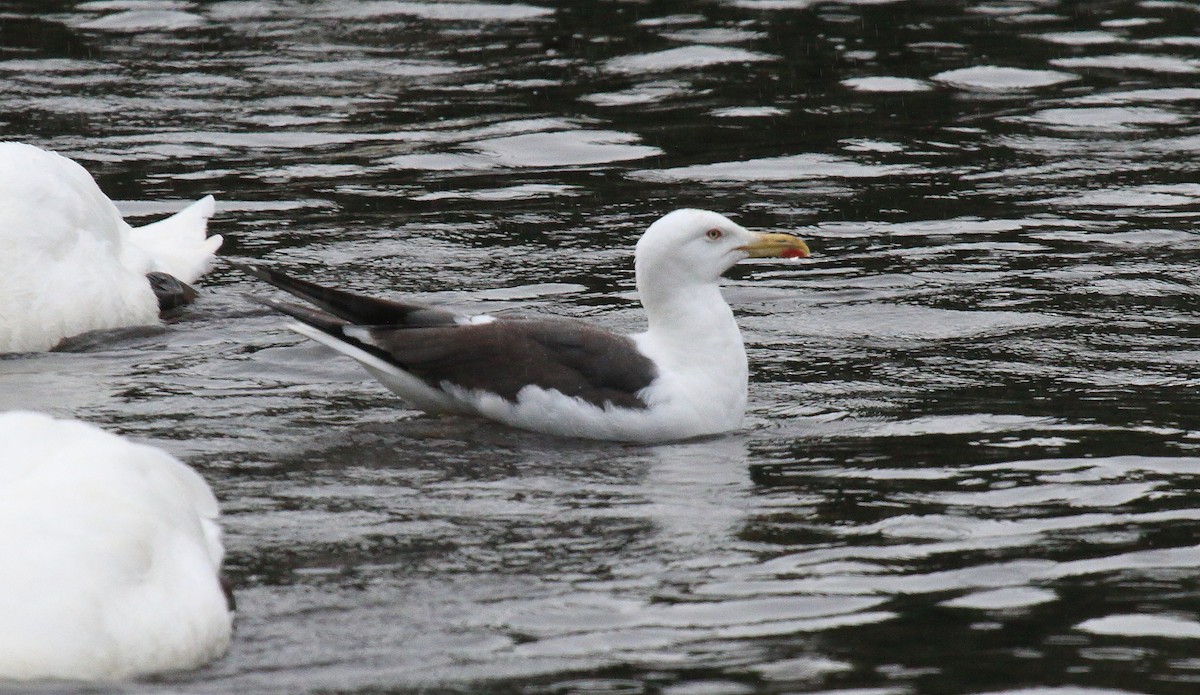 Lesser Black-backed Gull (intermedius) - ML607478341