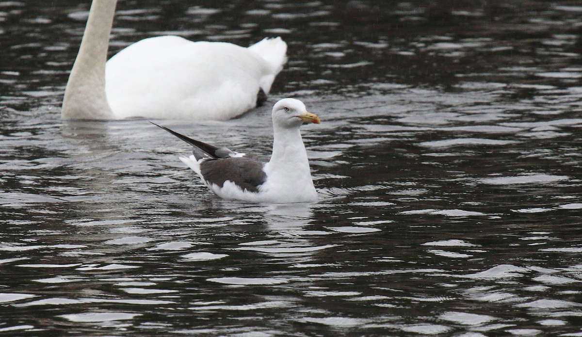 Gaviota Sombría (intermedius) - ML607478371