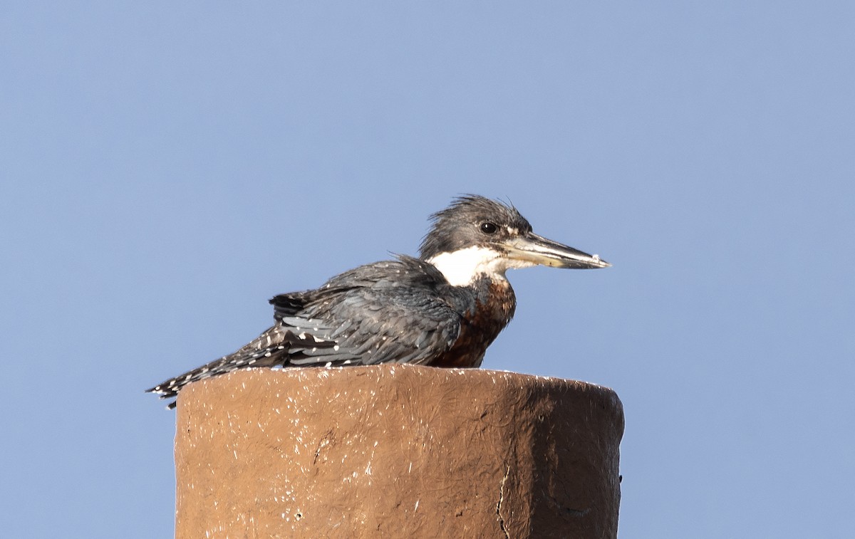 Martin-pêcheur à ventre roux - ML607478901