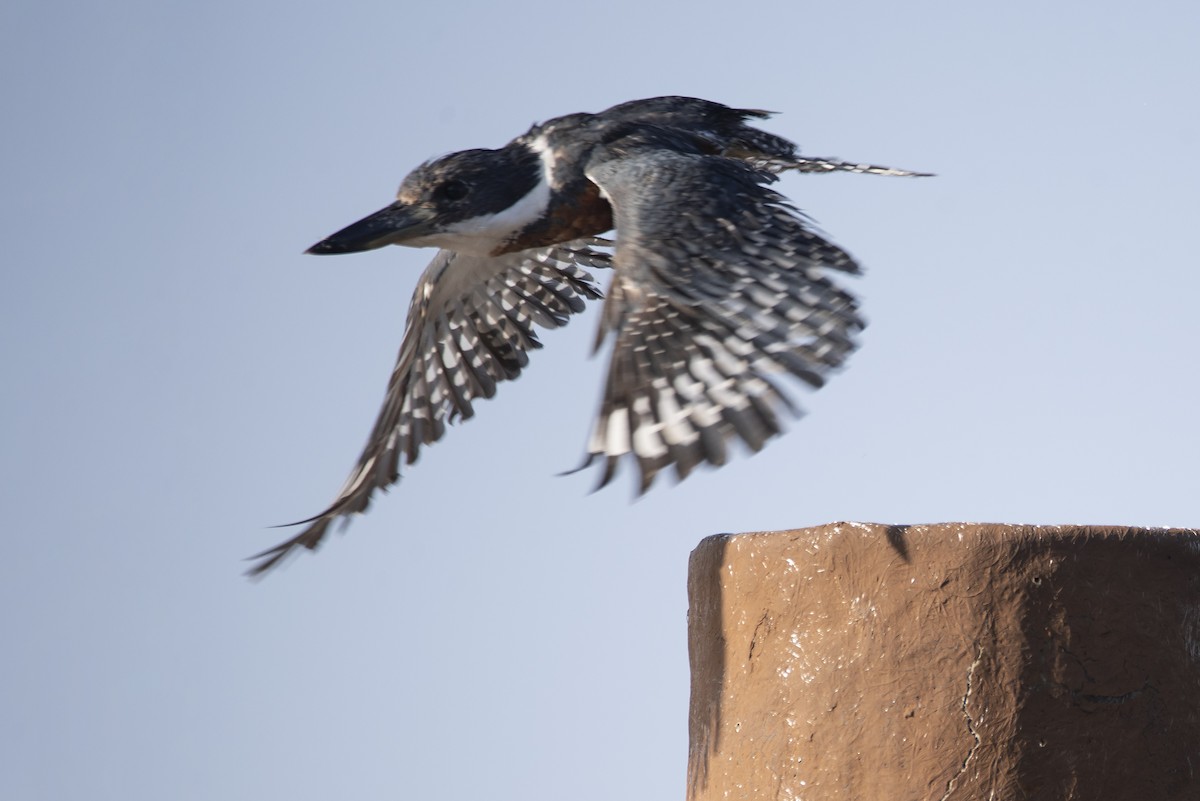 Ringed Kingfisher - ML607478911