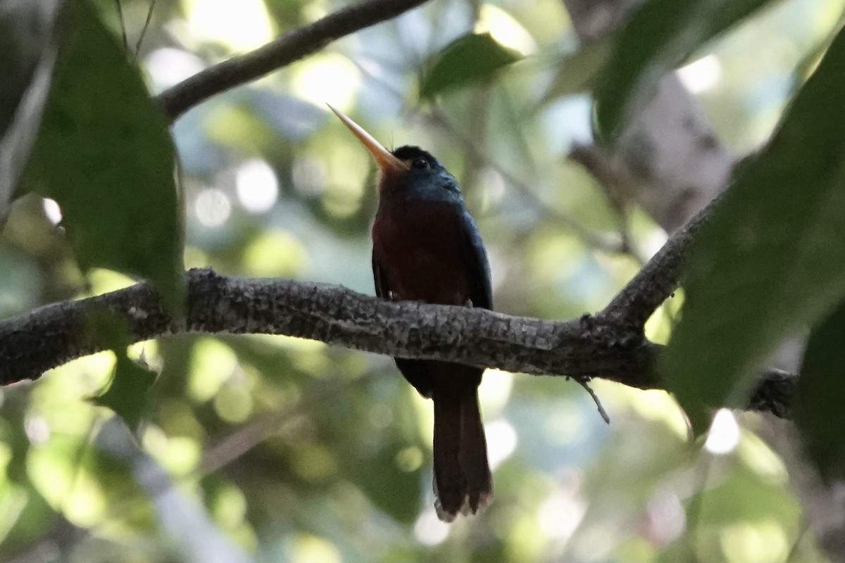 Blue-cheeked Jacamar - Simon Pearce