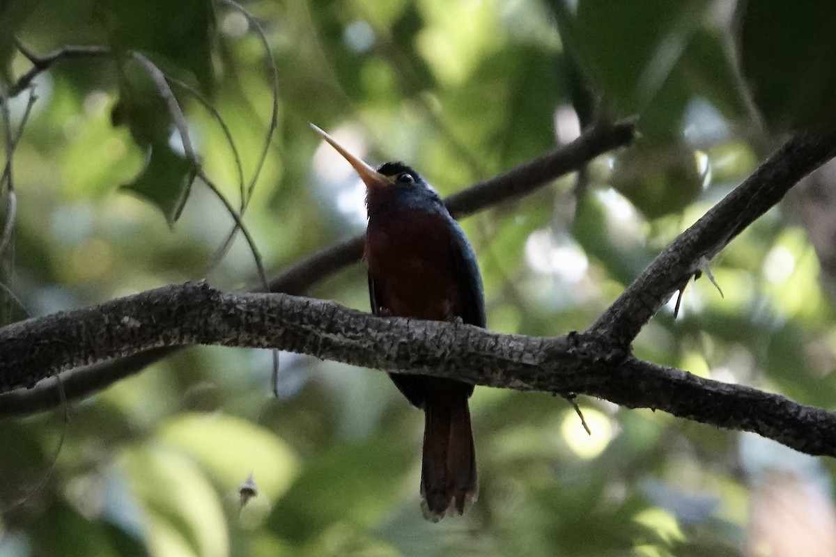 Jacamar à joues bleues - ML607479991