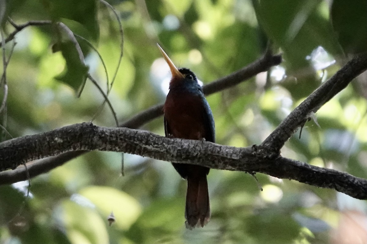 Blue-cheeked Jacamar - ML607480001