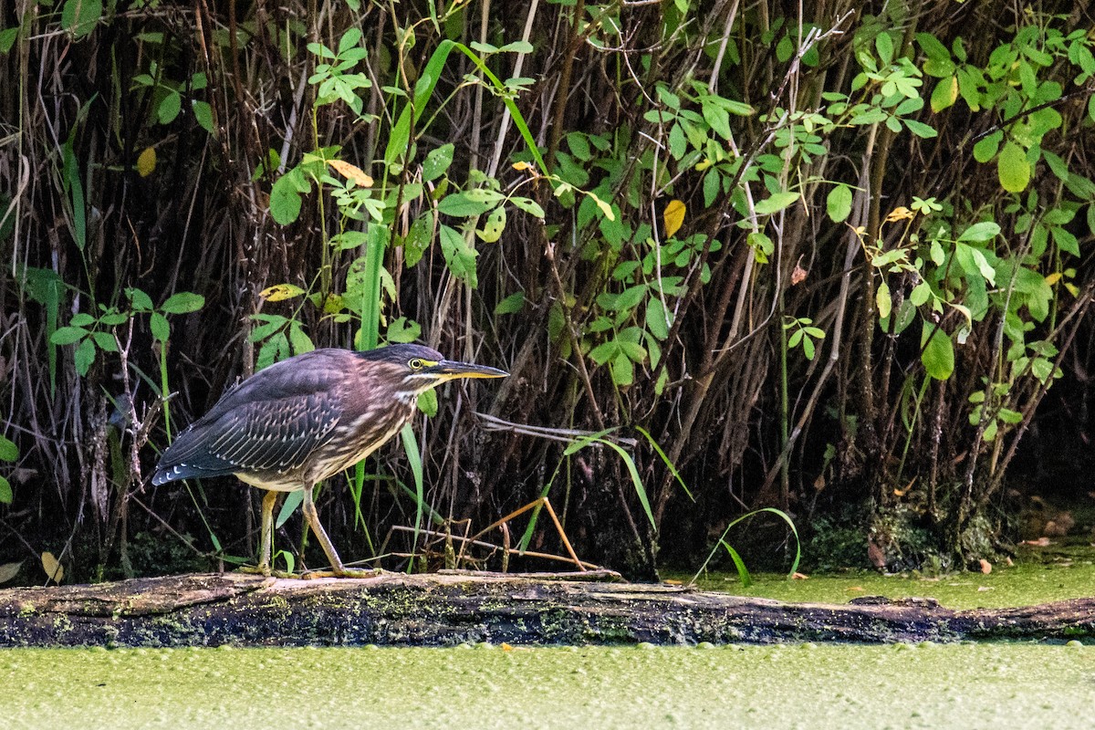 Green Heron - Joshua  Vincent