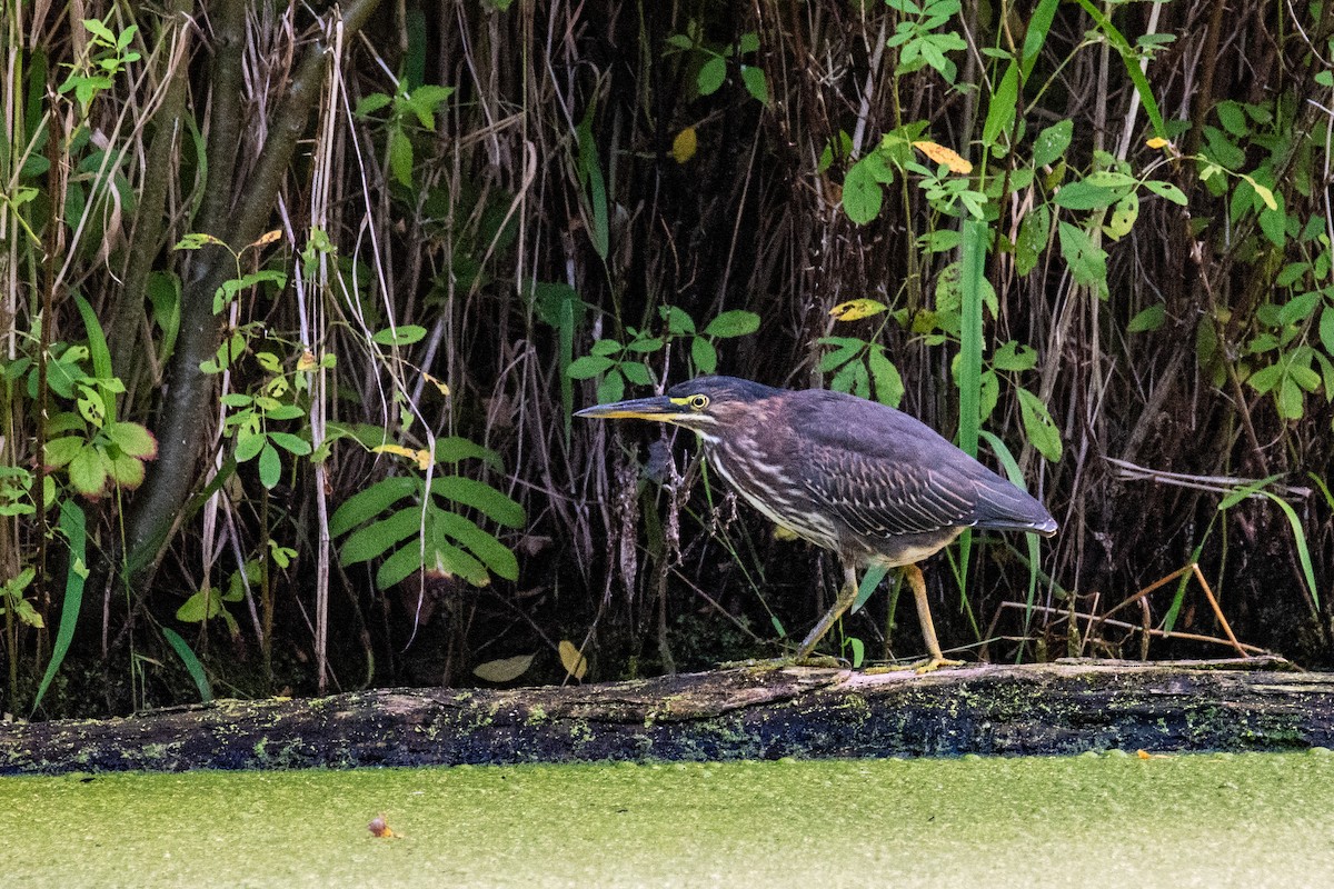 Green Heron - ML607480271