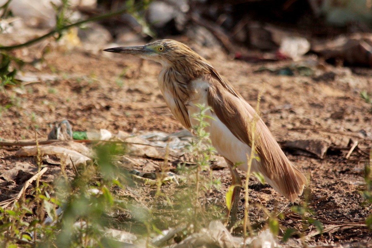 Squacco Heron - Alexandre Hespanhol Leitão