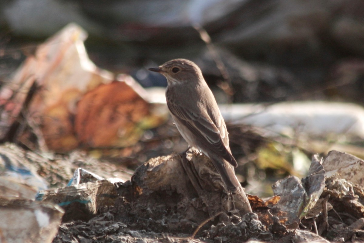 Spotted Flycatcher - ML607480691