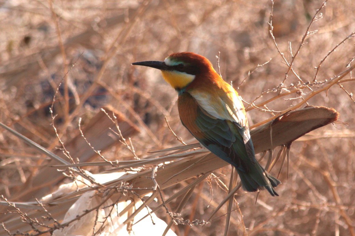 European Bee-eater - ML607480751