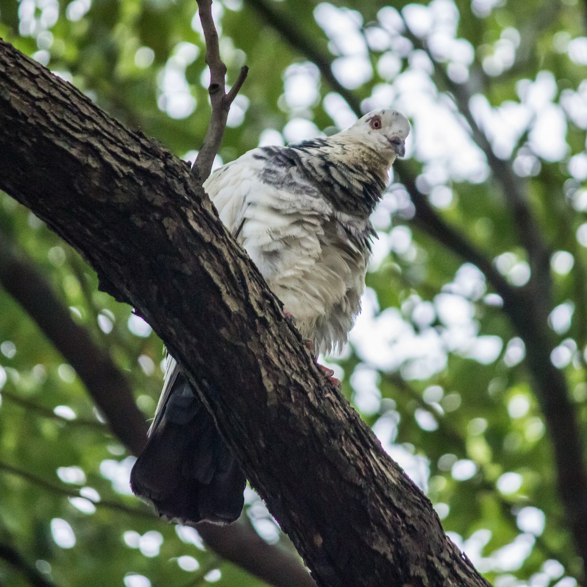 Rock Pigeon (Feral Pigeon) - Rail Whisperer