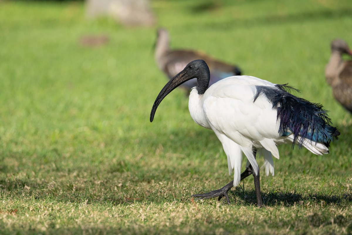 African Sacred Ibis - ML607482101