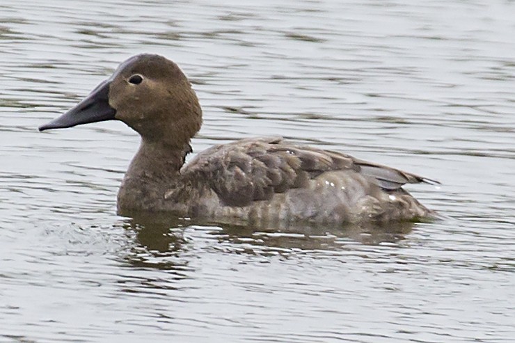 Canvasback - ML60748301