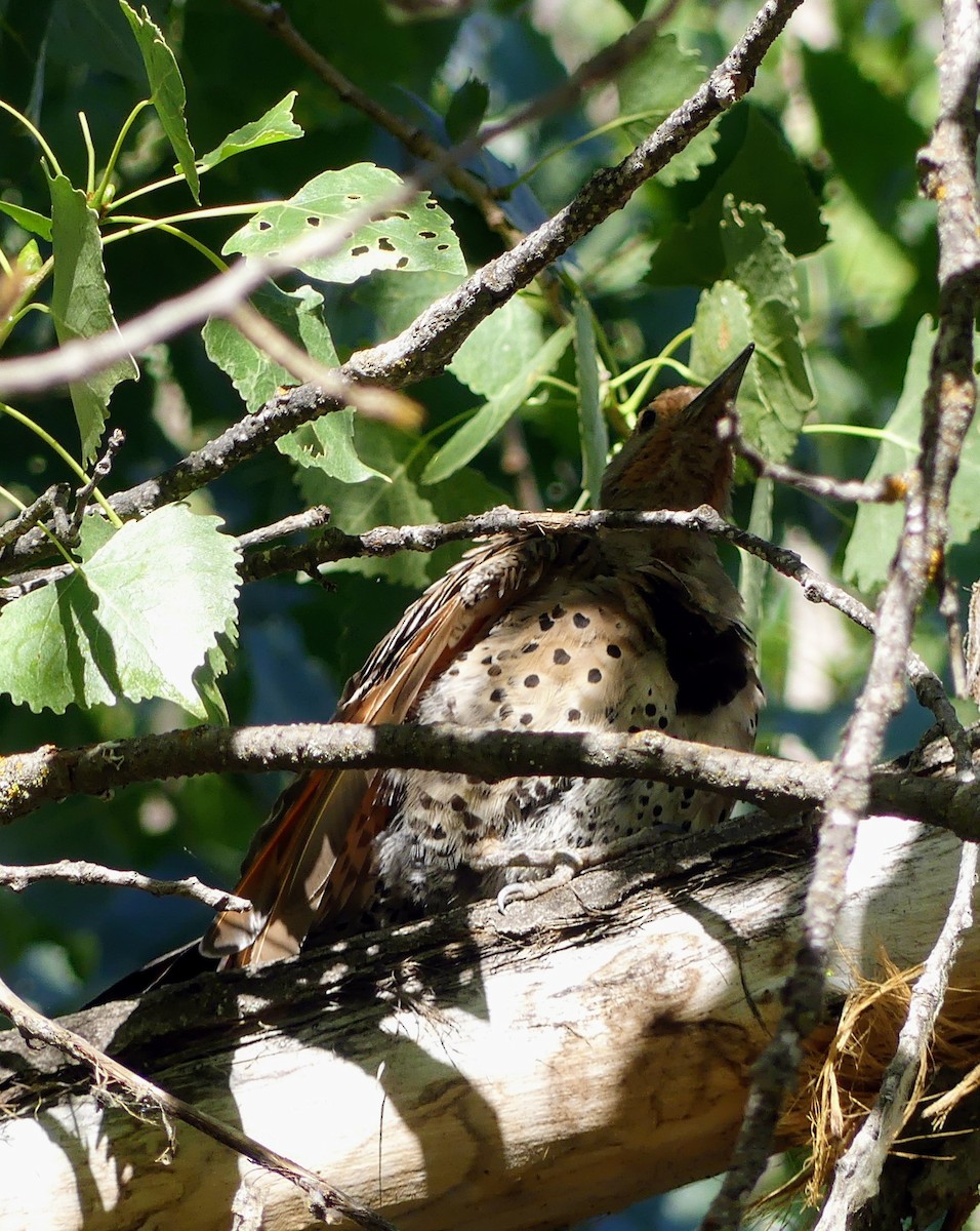 Northern Flicker (Red-shafted) - Cass C