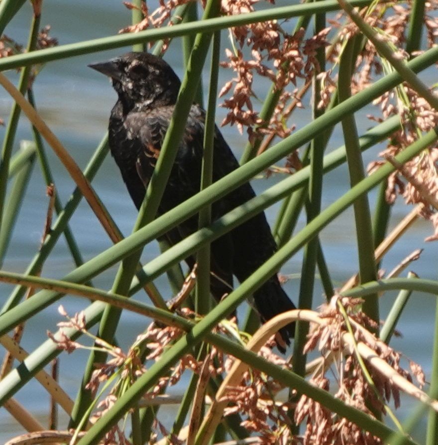 Tricolored Blackbird - ML607484031