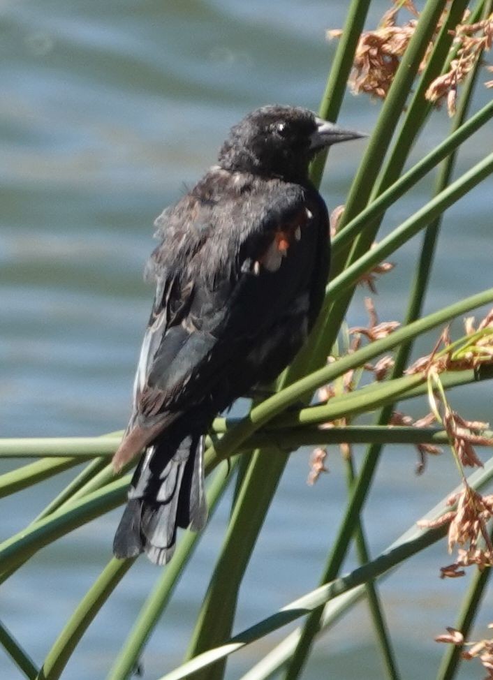 Tricolored Blackbird - ML607484051