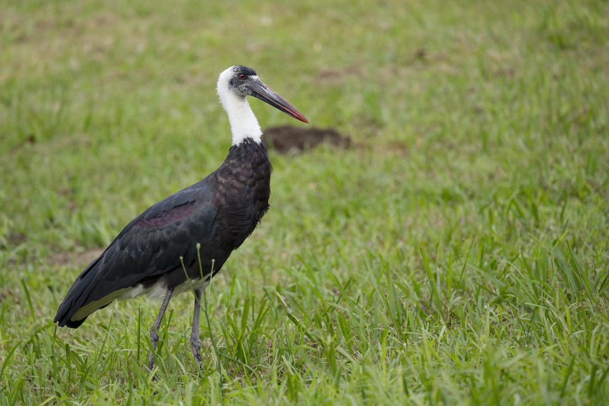 African Woolly-necked Stork - ML607484991