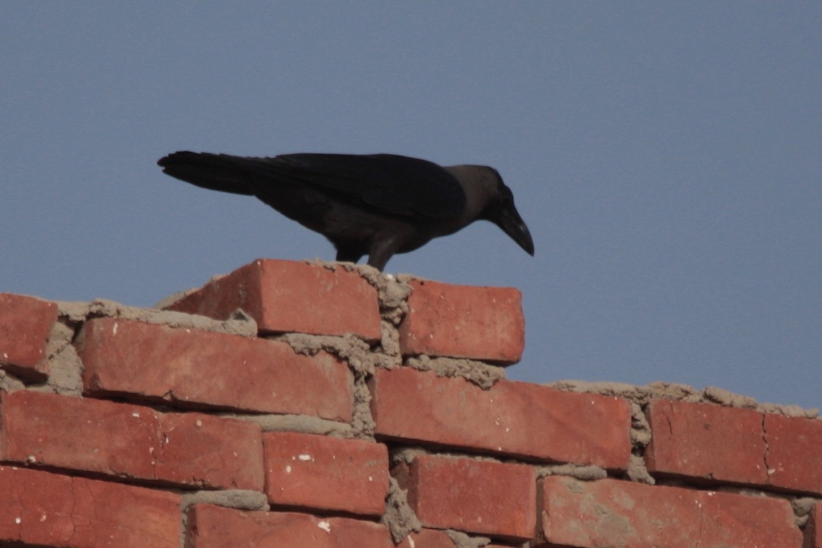 House Crow - ML607485121