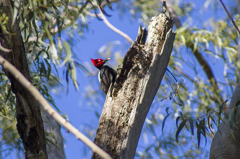 Cream-backed Woodpecker - ML607485341