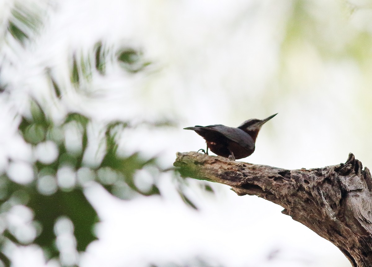 Indian Nuthatch - ML60748541