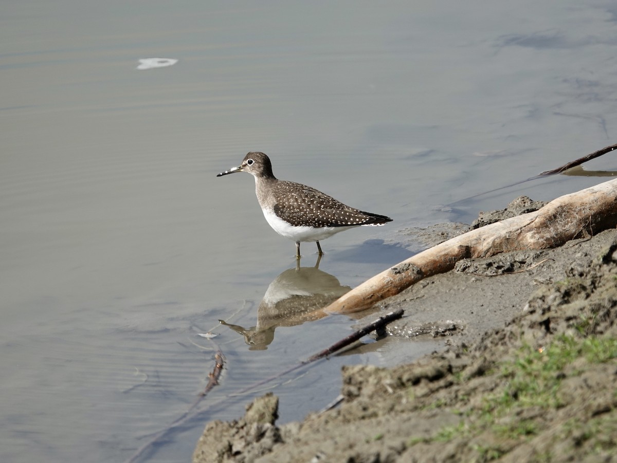 Solitary Sandpiper - ML607485731