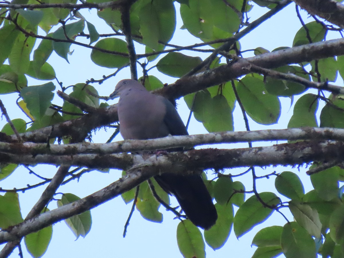 Plumbeous Pigeon - ML607485831