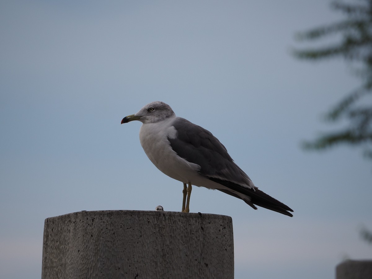 Black-tailed Gull - ML607485861