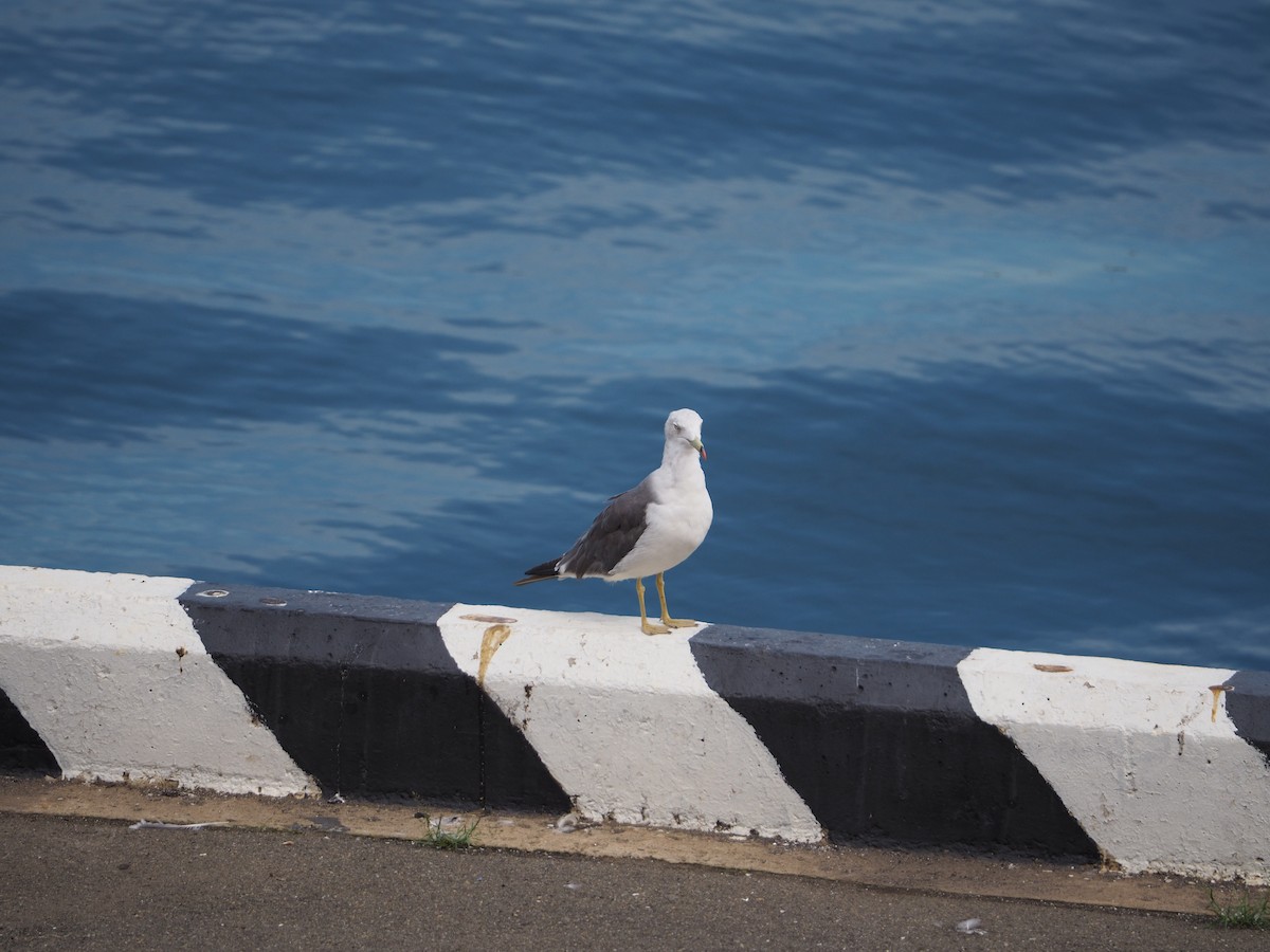 Black-tailed Gull - ML607485911