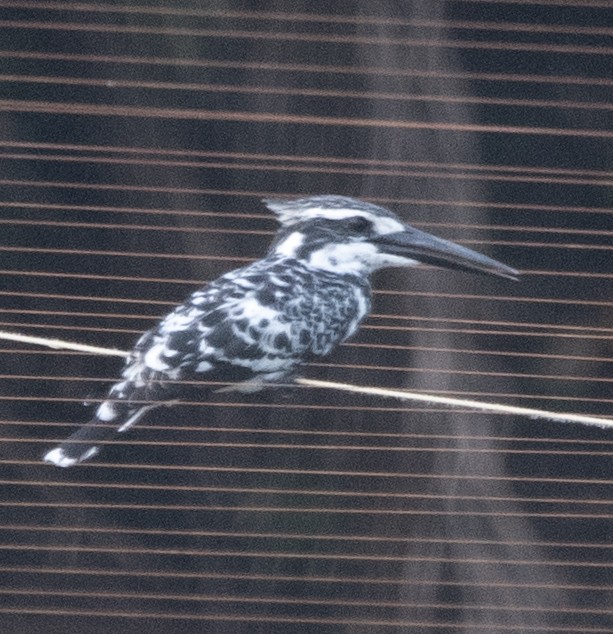 Pied Kingfisher - ML607486331